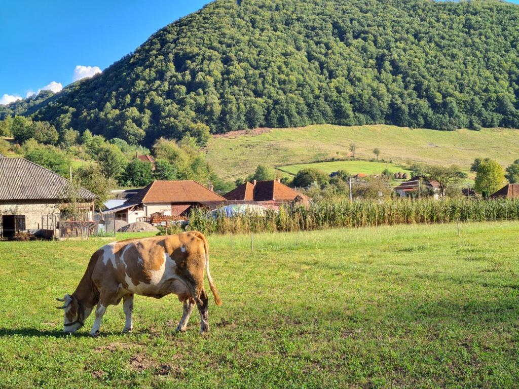 Casute Zavoi Bulz Vila Exterior foto